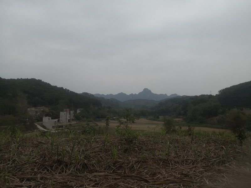 广西龙州县伏地金狮形风水宝地